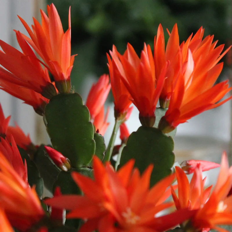 Easter Cactus Plant Live - Spring Cactus Indoor 4 Inch Pot - Ornamental House Plant