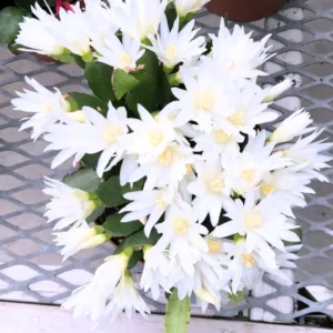 Easter Cactus Plant Live - Spring Cactus Indoor 4 Inch Pot - Ornamental House Plant