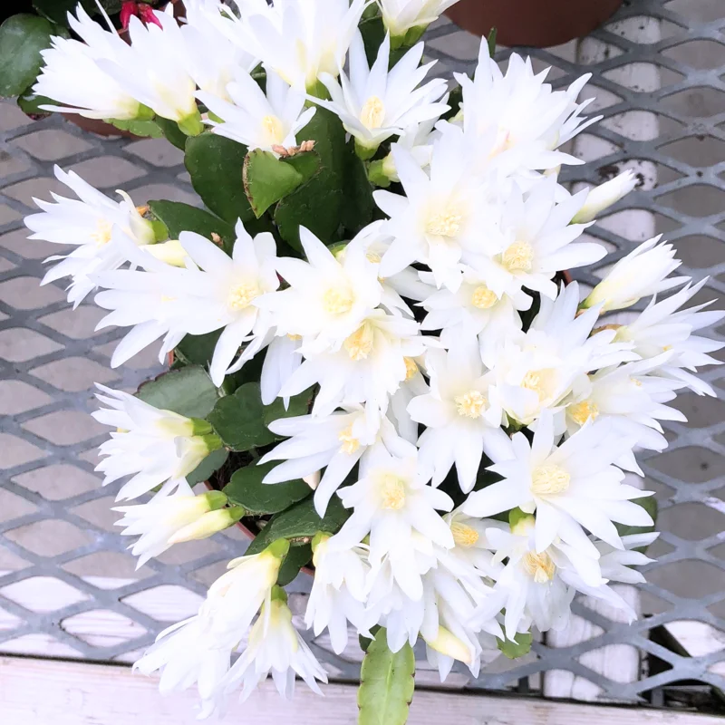 Easter Cactus Plant Live - Spring Cactus Indoor 4 Inch Pot - Ornamental House Plant