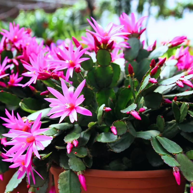Easter Cactus Plant Live - Spring Cactus Indoor 4 Inch Pot - Ornamental House Plant