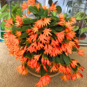 Easter Cactus Plant Live - Spring Cactus Indoor 4 Inch Pot - Ornamental House Plant