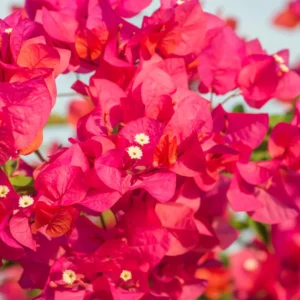 Bougainvillea Plant Live Flowering Plant 4 Inch Pot Outdoor Home Ornament