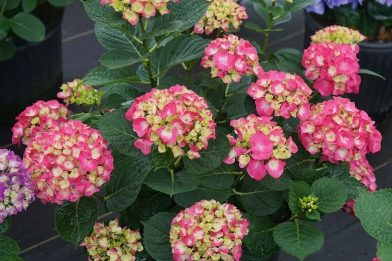 Wee Bit Giddy Hydrangea