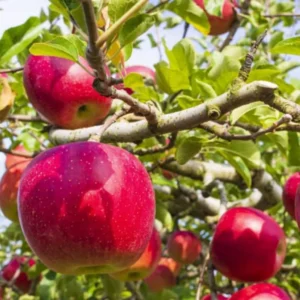 Red Delicious Apple Tree Plant - Live Bare Root Apple Fruit Tree, 12-24 ft Outdoor