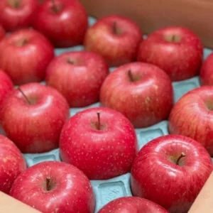 Red Delicious Apple Tree Plant - Live Bare Root Apple Fruit Tree, 12-24 ft Outdoor