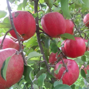 Apple Tree Plant - Live Pink Apple Fruit Tree, 3-4 ft Bare Root Outdoor