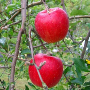 Apple Tree Plant - Live Pink Apple Fruit Tree, 3-4 ft Bare Root Outdoor