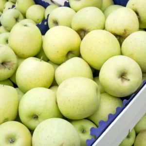 Apple Tree Live Plant - Bare Root Fruit Tree, 18-24 Inches - Garden Ready