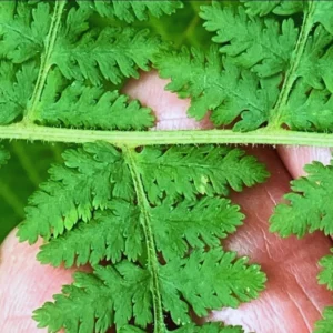 Hay Scented Fern Live Plant - 5 Bare Root Fern Plants - 4-6 Inches Tall