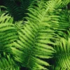 Lady Fern Live Plant 10 Pack - Fern Plants Live - Bare Root - 4-6 Inches