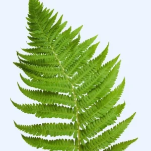 Live Fern Plants - Lady Fern Shrub Live Indoor Plant Bare Root 4-6 Inches