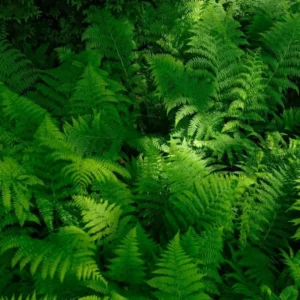 Live Fern Plants - Lady Fern Shrub Live Indoor Plant Bare Root 4-6 Inches
