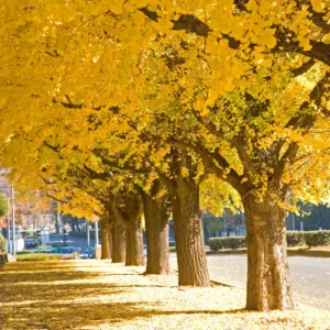 Ginkgo Biloba Tree Live Plants - 3 Maidenhair Trees 12-18 Inches Bare Roots Shrub