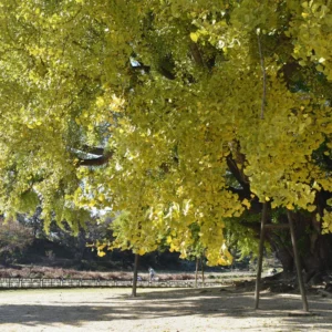 Ginkgo Biloba Tree Live Plants - 3 Maidenhair Trees 12-18 Inches Bare Roots Shrub