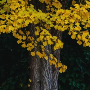 Ginkgo Biloba Tree Live Plants - 3 Bare Root Maidenhair Trees 18-24 Inches Outdoor Shrub