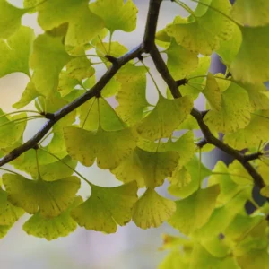 Ginkgo Biloba Tree Live Plants - 3 Bare Root Maidenhair Trees 18-24 Inches Outdoor Shrub