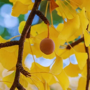 Ginkgo Biloba Tree Live Plants - 3 Bare Root Maidenhair Trees 18-24 Inches Outdoor Shrub