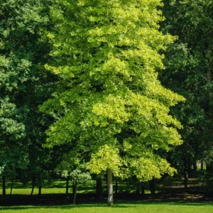 Ginkgo Biloba Tree Live Plants - 3 Bare Root Maidenhair Trees 18-24 Inches Outdoor Shrub