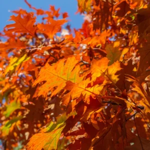 Live Red Oak Tree Plant - 12-18'' Bare Root Oak Tree Sapling