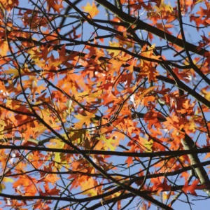 Live Red Oak Tree Plant - 12-18'' Bare Root Oak Tree Sapling