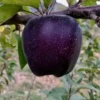 Black Apple Tree Live Plant - 3 Feet Tall Hardy Apple Fruit Tree