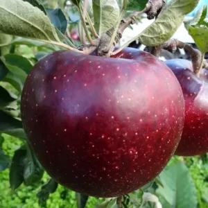 Apple Tree Plant - 3 Feet Black Apple Fruit Tree - Gallon Pot