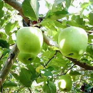 Green Gold Delicious Apple Tree Plant - Live Bare Root - 12-24 ft - Outdoor Fruit Tree