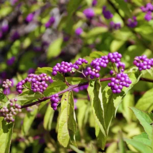 American Beautyberry Tree Live Plant - 18-24 Inches Shrub - Garden Ready
