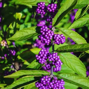 American Beautyberry Tree Live Plant - 18-24 Inches Shrub - Garden Ready