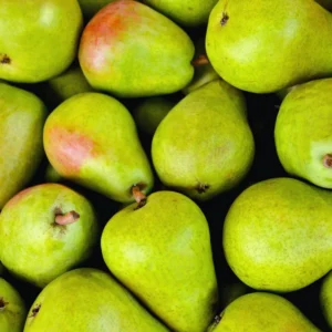 Green Pear Tree Live Plant - Bare Root Pear Fruit Tree - 12-18 Inches - Garden Ready