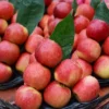 Pink Apple Tree Live Plant - 12-18 Inch Bare Root Apple Fruit Tree for Garden