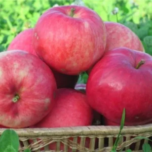 Apple Tree Plant - Pink Apple Tree, 2-3 Ft Bare Root Fruit Tree