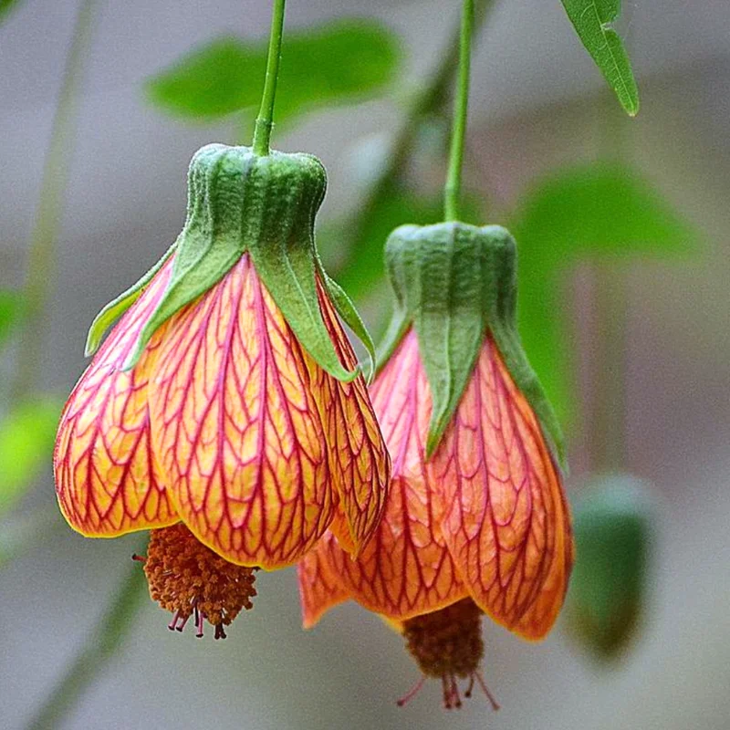 Abutilon Plants - 2 Live Lantern Abutilon Plants, 4-6 Inch Height, Bell Shaped Flowers