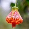 Abutilon Plants Live - 3 Lantern Flowering Plants 4-6 Inch Semi-Tropical Shrubs