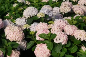 hydrangeas for small gardens