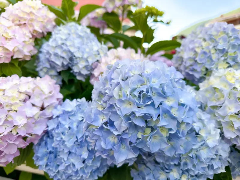 Hydrangeas 