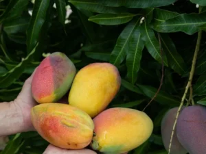 Cogshall Mango - best cold hardy mango variety