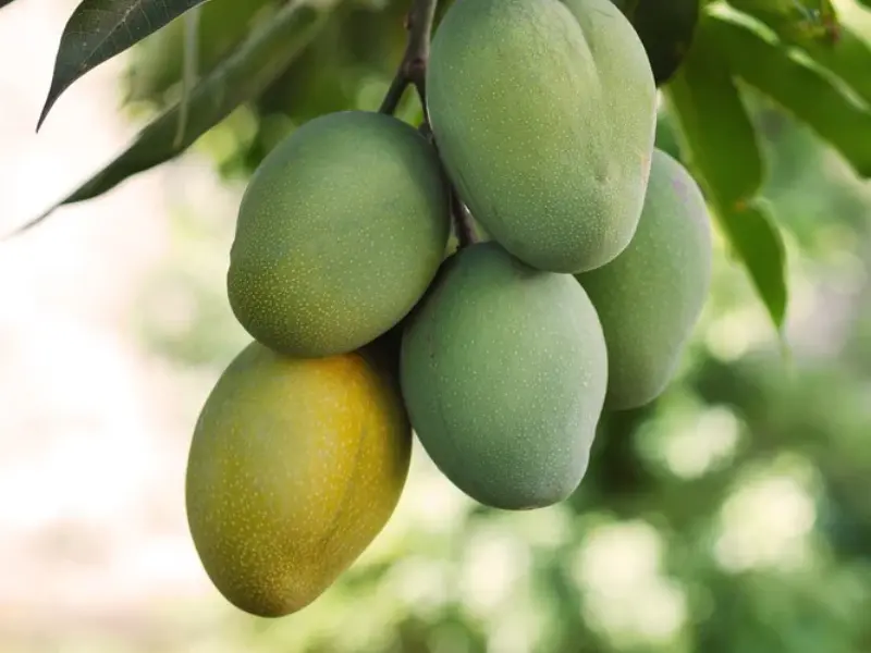 Ice Cream Mango (Pineapple Mango)