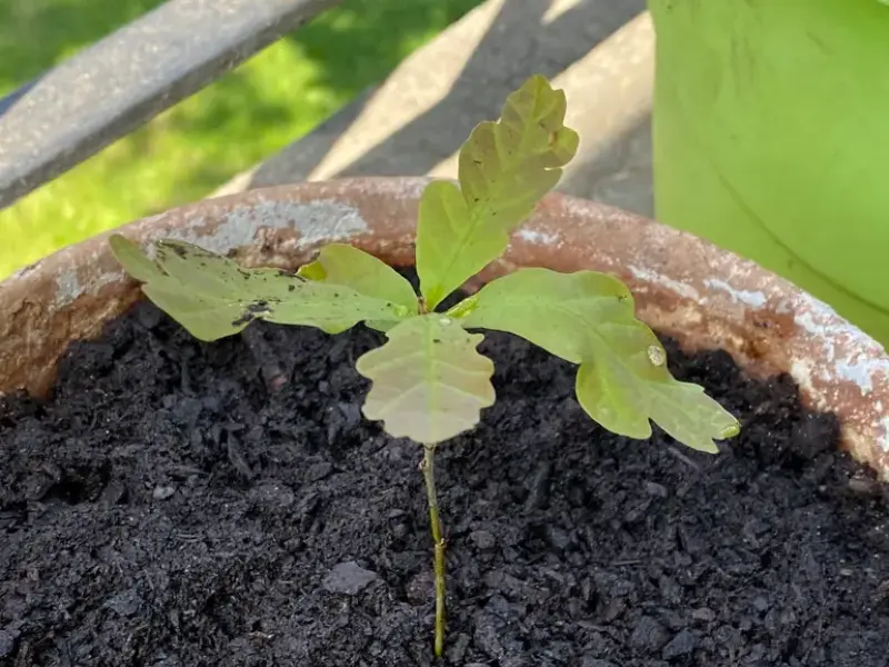 grow oak trees from acorns