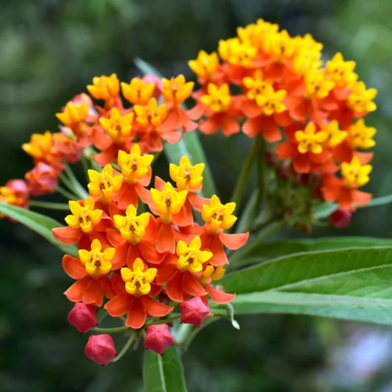 Tropical Red Milkweed