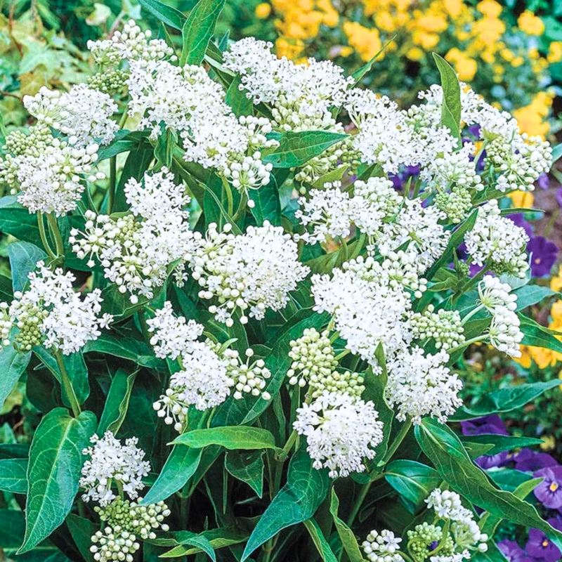 White Milkweed