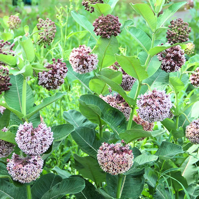 Butterfly Milkweed Live Plants - Pack of 4 Asclepias Tuberosa Perennial Flowers for Gardens
