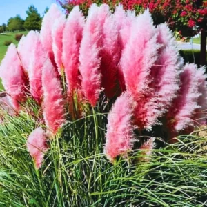 Pampas Grass Plants Pack of 3 Live Ornamental Grass Perennial