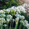 5 Chives Plants Live For Planting Heirloom Leeks 4-8 Inch Tall Herb Garden