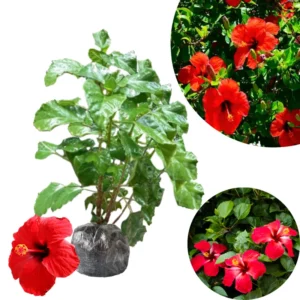 Hibiscus Plant Live Clump 8-12