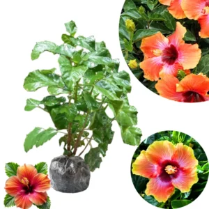 Hibiscus Plant Live Clump 8-12