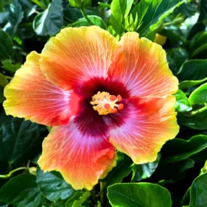 Hibiscus Plant Live Clump 8-12