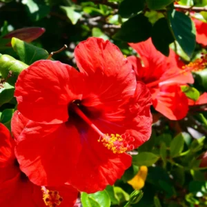 Red Hibiscus