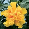 Hibiscus Plant Live 5-9" Tall - Hardy Hibiscus Tree - Flowering Plant