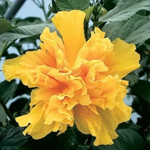 Hibiscus Plant Live 5-9" Tall - Hardy Hibiscus Tree - Flowering Plant